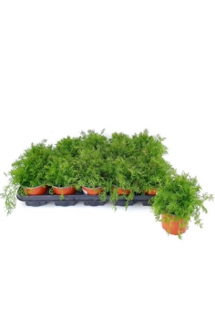 CAMAMILLA C-11 (15cm)...