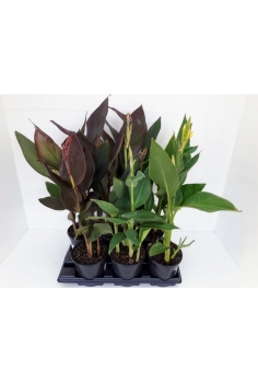 CANNAS MIX C-16 (alt:...