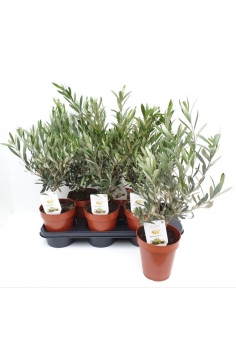 OLEA EUROPAEA C-14 (alt:...