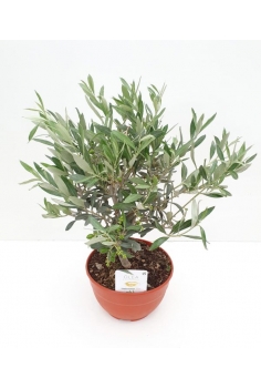 OLEA EUROPAEA T-20 (alt:...
