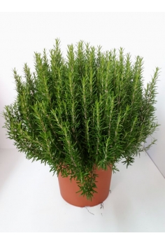 ROSMARINUS OFFICINALIS 20L...