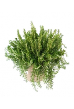 ROSMARINUS POSTRATA 10L...