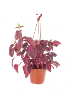 IRESINE HERBSTII C-13 (alt:...