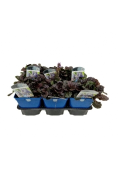 AJUGA BLACK SCALLOP 2L...