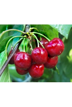 CEREZO lapins (formato...