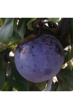 CIRUELO angeleno (formato...