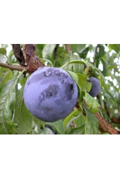 CIRUELO friar (formato...