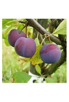 CIRUELO fortune (formato...