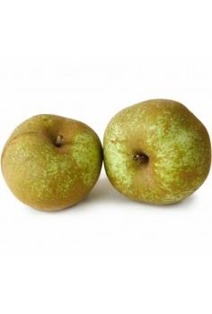 MANZANO reineta (formato...