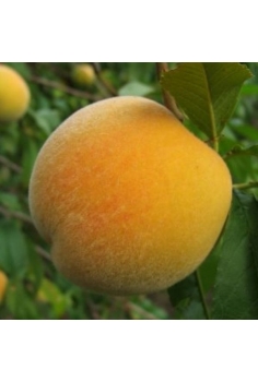 MELOCOTONERO andros...