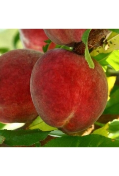 MELOCOTONERO flavorcrest...