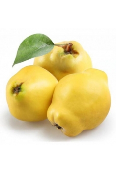 MEMBRILLO (formato tiesto...