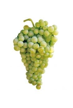 PARRA MOSCATEL italia...