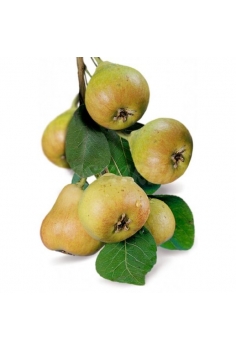 PERAL san juan (formato...