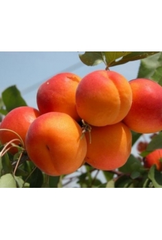 PRUNUS armeniaca paviot...