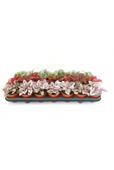 HYPOESTES MIX C-8 (10cm)