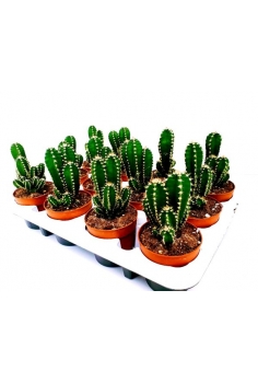 CACTUS PERUVIANUS C-8...