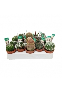 CACTUS COLECCIÓN C-5.5...