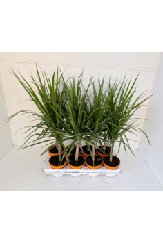 DRACENA MARGINATA C-13...