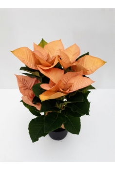 POINSETTIA AUTURS SIST C-14...