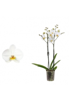 PHALAENOPSIS BLANCO C-12 (2...