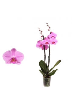 PHALAENOPSIS ROSA C-12 (2...