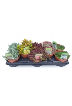 SEDUM MIX C-13 (alt: 15cm)...