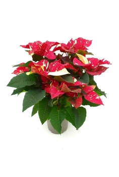 POINSETTIA GLITTER C-14...
