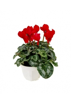 CYCLAMEN TARRINA ROJO C-22...