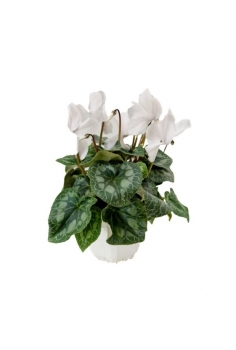 CYCLAMEN TARRINA BLANCO...