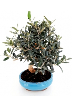 BONSAY OLEA EUROPAEA 9 años...