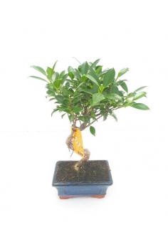 BONSAY FICUS RETUSA / 5...