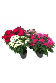 POINSETTIA PRINCETTIA MIX...