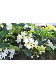 STEPHANOTIS FLORIBUNDA 5L...