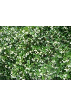 RHYNCHOSPERMUM JAZMINOIDES...