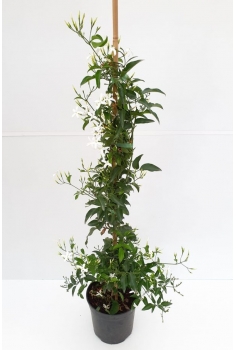 RHYNCHOSPERMUN JASMINOIDES...