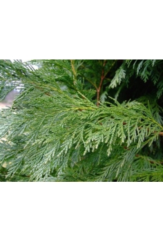 CUPRESSUS 3L leylandii...