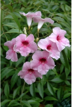 BIGNONIA JAZMINOIDES ROSA...