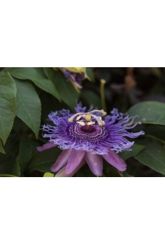 PASSIFLORA LILA CAÑA 5L...