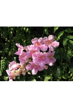 BIGNONIA RICASOLEANA 5L...