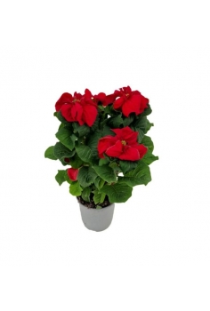 POINSETTIA WINTER ROSE C-14...