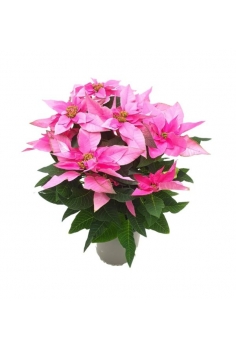 POINSETTIA PRINCETTIA ROSA...