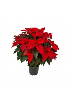 POINSETTIA MADRE 4L (65cm)...