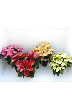 POINSETTIA PURPURINA C-14...