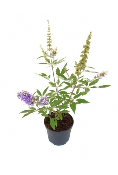 VITEX AGNUS 2.5L (45cm)...