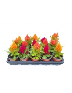 CELOSIA MIX C-11...