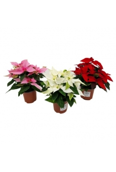 POINSETTIA PRINCETTIA MIX...