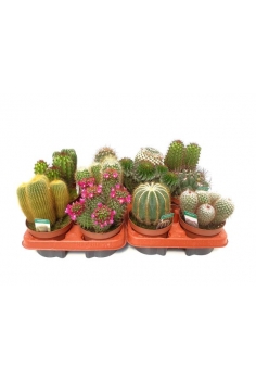 CACTUS MIX C-13 (20cm)...