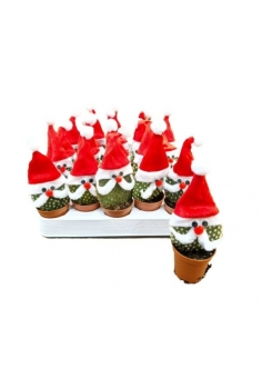 CACTUS NOEL C-5,5 (20unds)...