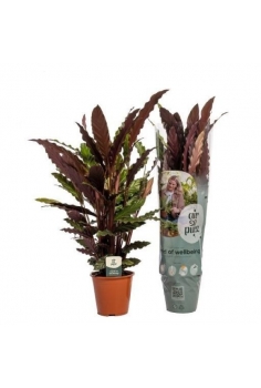 CALATHEA RUFIBARBA C-19...